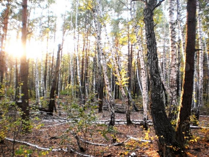 Стара Гнилиця з panoramio.com - Stara Gnylytsya
