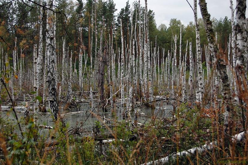 Перешпа з panoramio.com - Перешпа