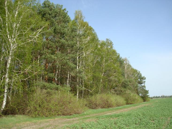 Вівчицьк з panoramio.com - Вовчицк