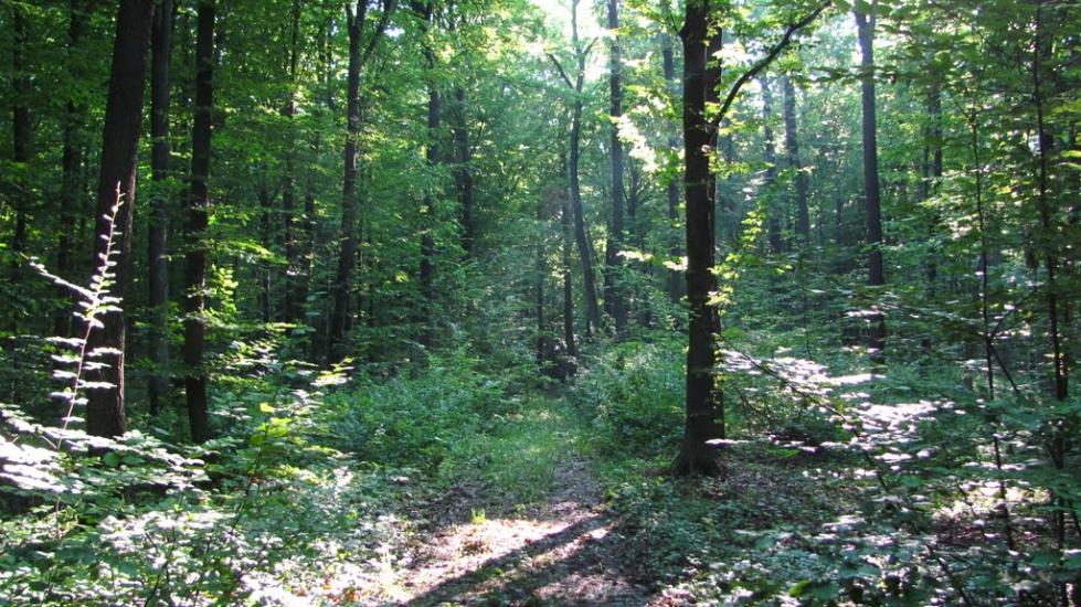 Вугли з panoramio.com - Углы