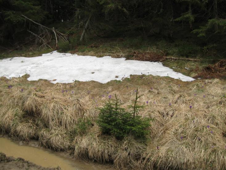 Голошина з panoramio.com - Голошина