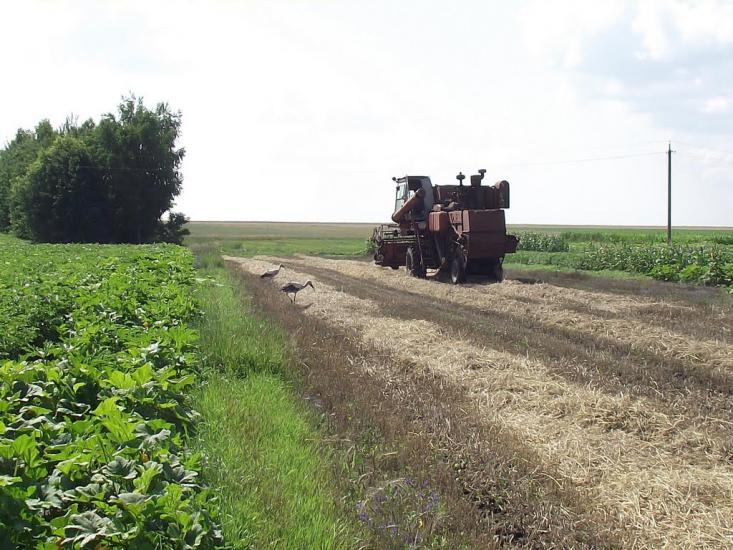 Розаліївка з panoramio.com - Розаліївка