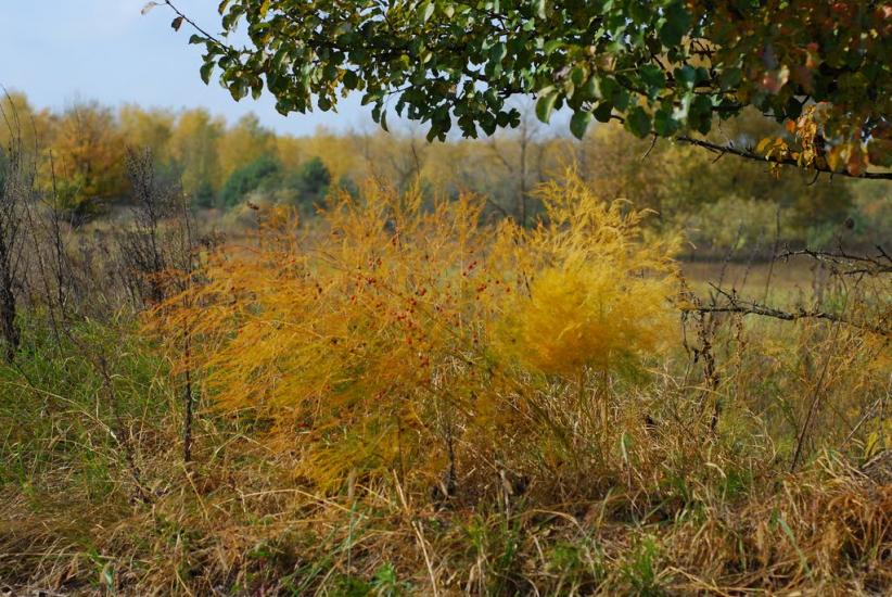 Макошине з panoramio.com - Макошино