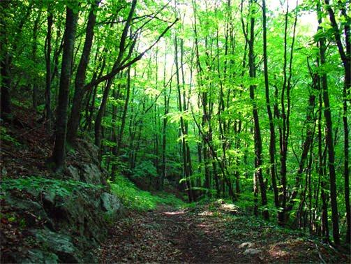 Орлине з panoramio.com - Орлине