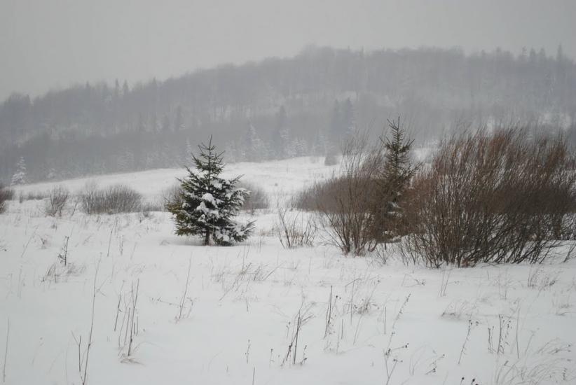 Сянки з panoramio.com - Сянки