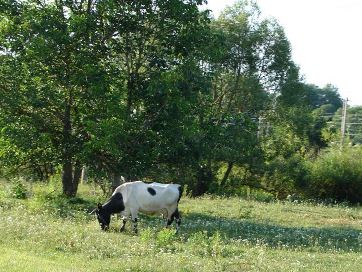 Максимівка з panoramio.com - Максимівка