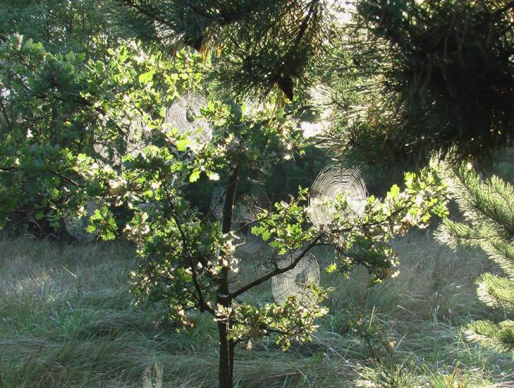 Масківці з panoramio.com - Масковцы