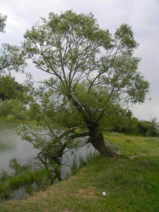 Хрипівка з panoramio.com - Хриповка