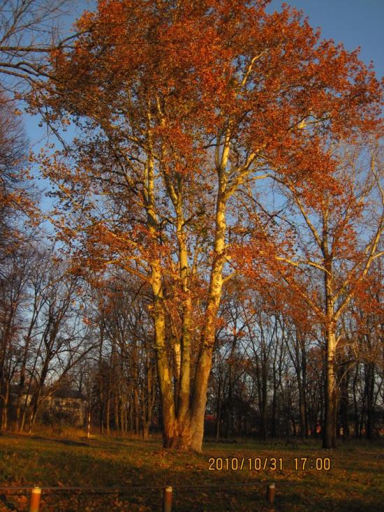 Сторожинець з panoramio.com - Сторожинец