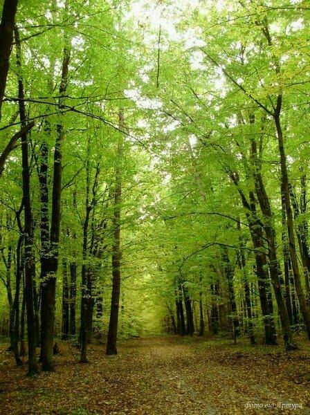 Звози з panoramio.com - Звозы