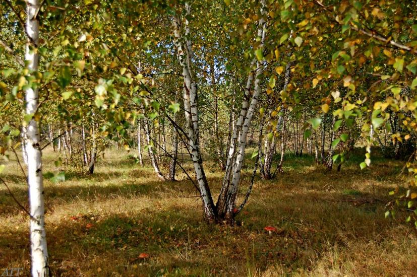 Велика Ведмежка з panoramio.com - Великая Ведмежка
