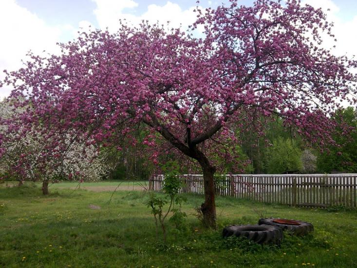 Кам'янка з panoramio.com - Кам'янка
