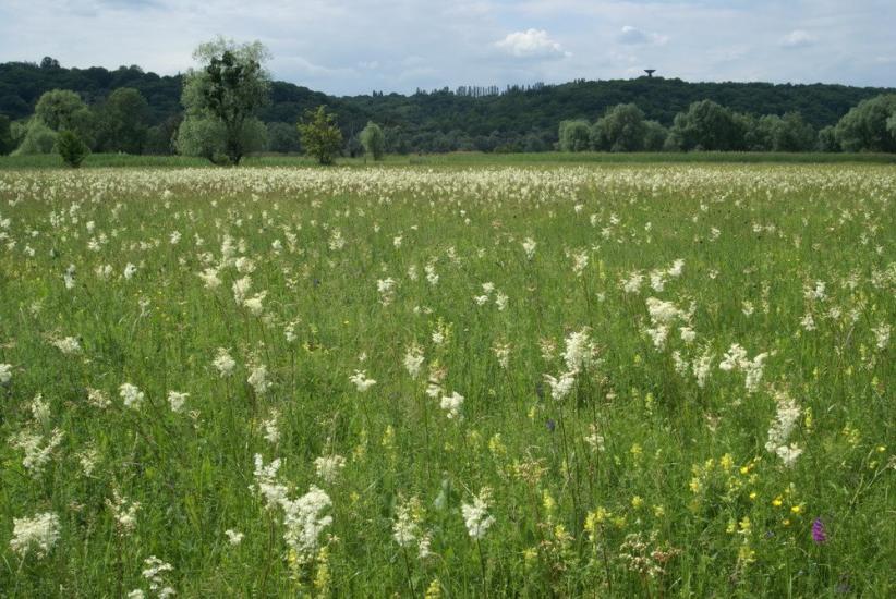 Задонецьке з panoramio.com - Zadonetske