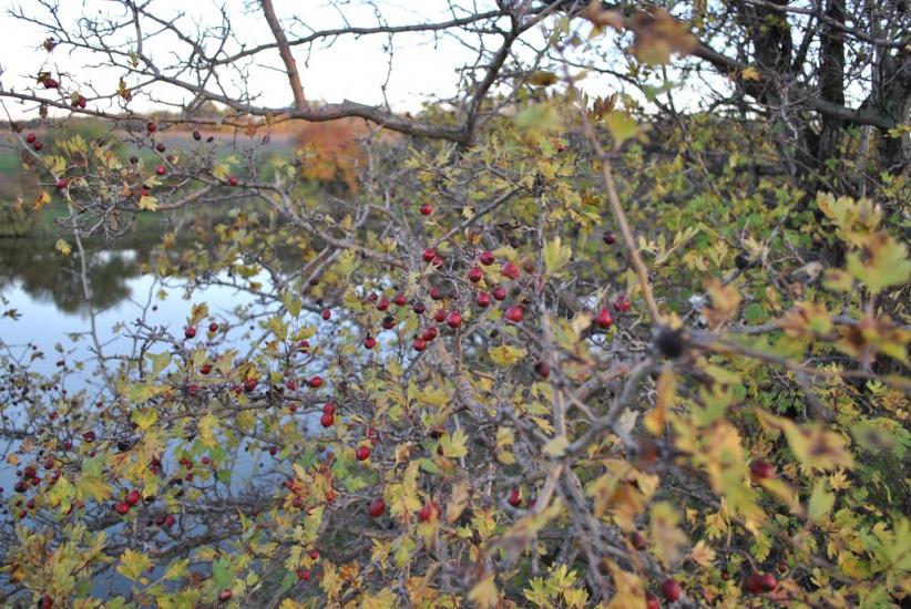 Луганка з panoramio.com - Луганка