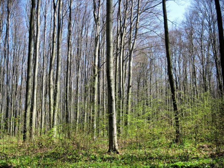 Старі Бросківці з panoramio.com - Stari Broskivtsi
