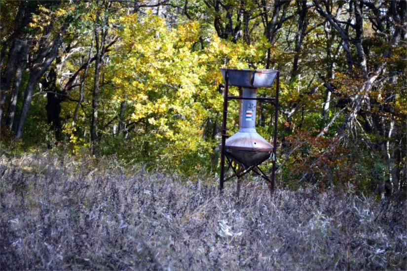 Ворон з panoramio.com - Ворон