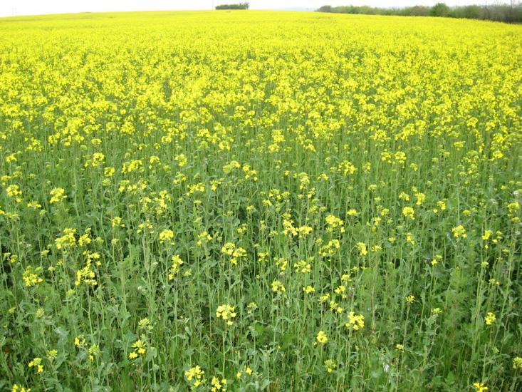 Денисівка з panoramio.com - Денисівка