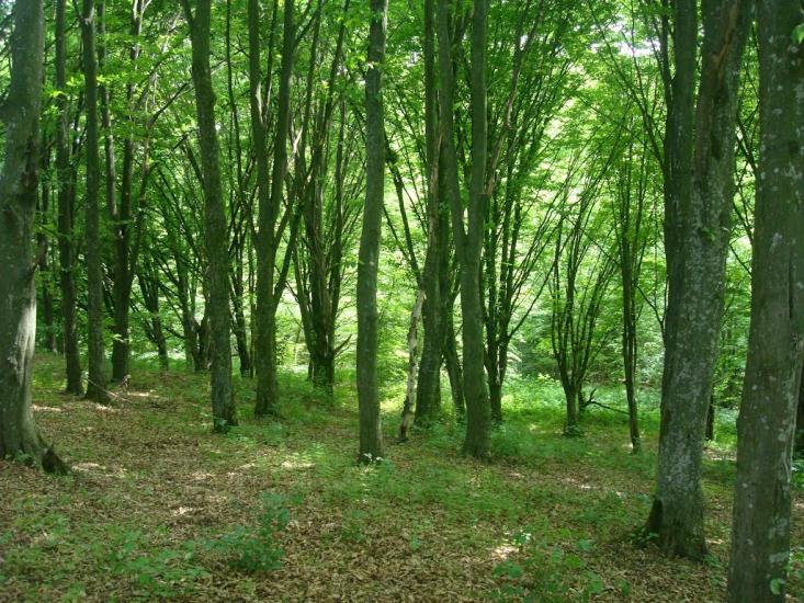 Ставчани з panoramio.com - Ставчаны