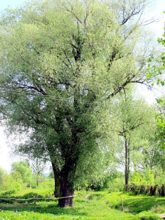 Сарни з panoramio.com - Сарни