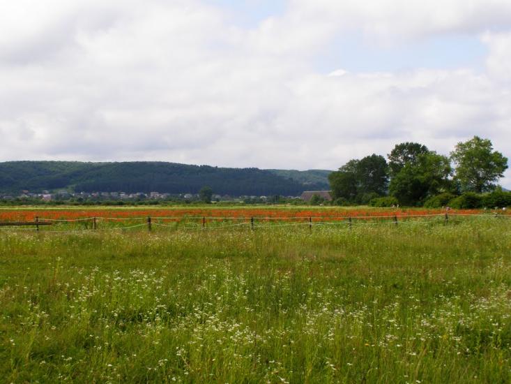 Воля-Висоцька з panoramio.com - Воля-Висоцька