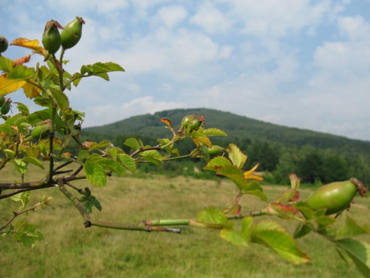 Ільниця з panoramio.com - Ильница