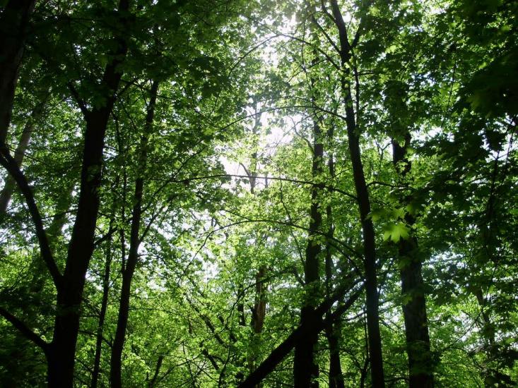 Тарасівка з panoramio.com - Тарасівка