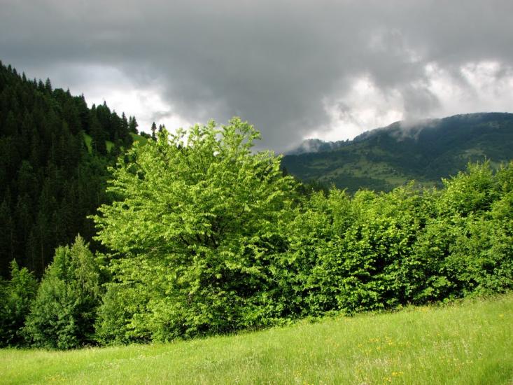 Кваси з panoramio.com - Квасы