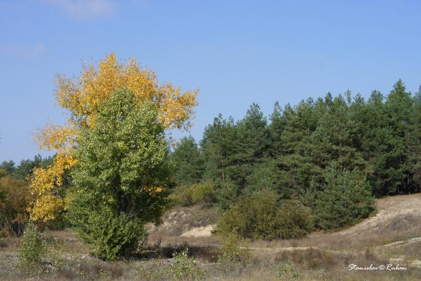 Шульгівка з panoramio.com - Shulgivka