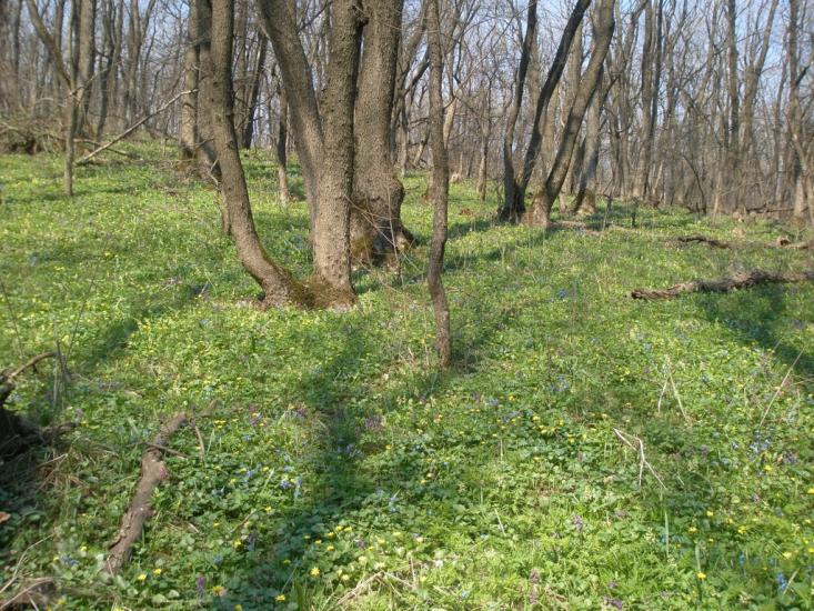 Зелений Гай з panoramio.com - Зелений Гай