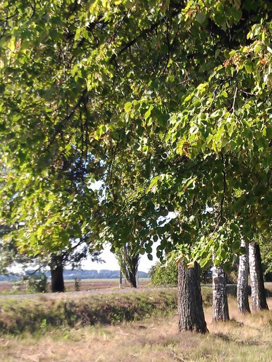 Великі Крушлинці з panoramio.com - Velyki Krushlyntsi