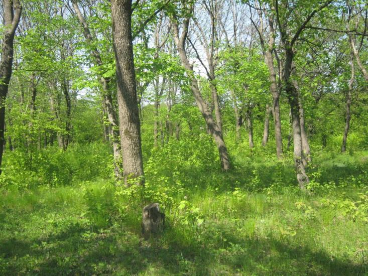 Каютине з panoramio.com - Kayutyne