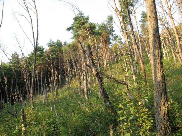 Шопки з panoramio.com - Шопки
