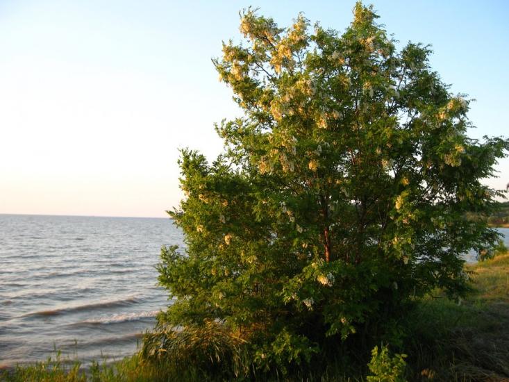 Велика Андрусівка з panoramio.com - Велика Андрусівка