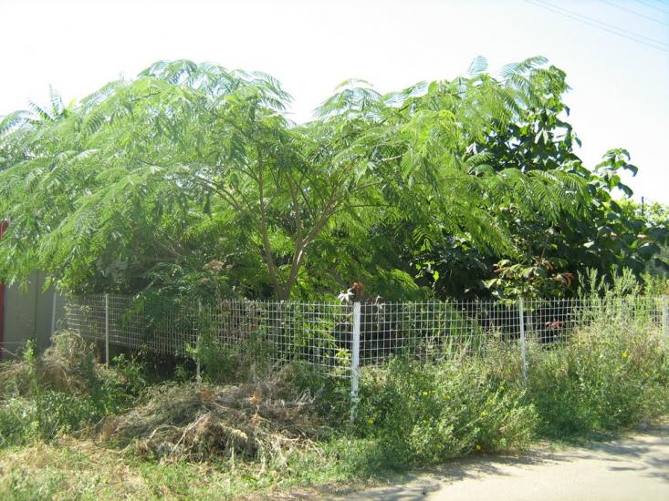Мале з panoramio.com - Male
