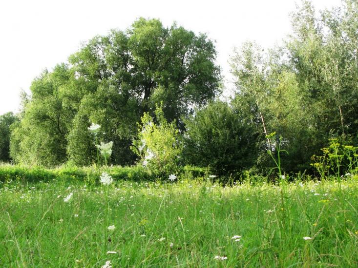 Михайлівка з panoramio.com - Михайлівка