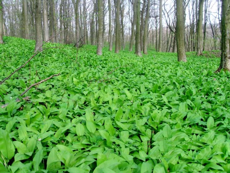 Кринцілів з panoramio.com - Кринцілів