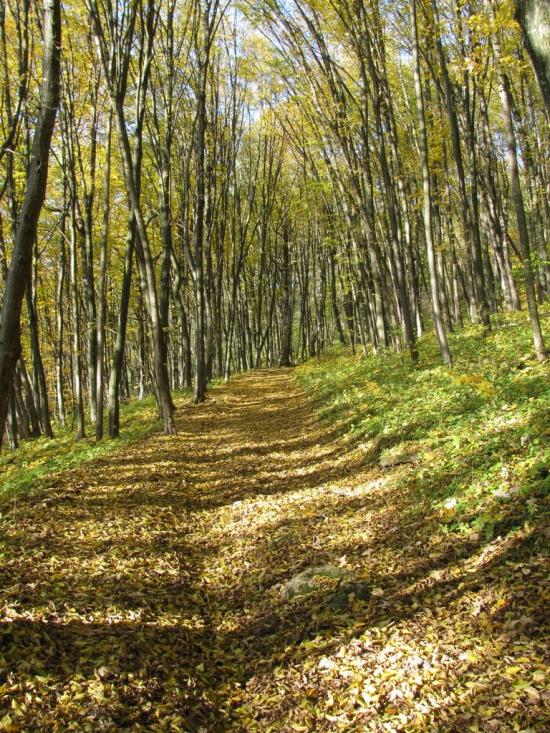 Кринцілів з panoramio.com - Кринцілів