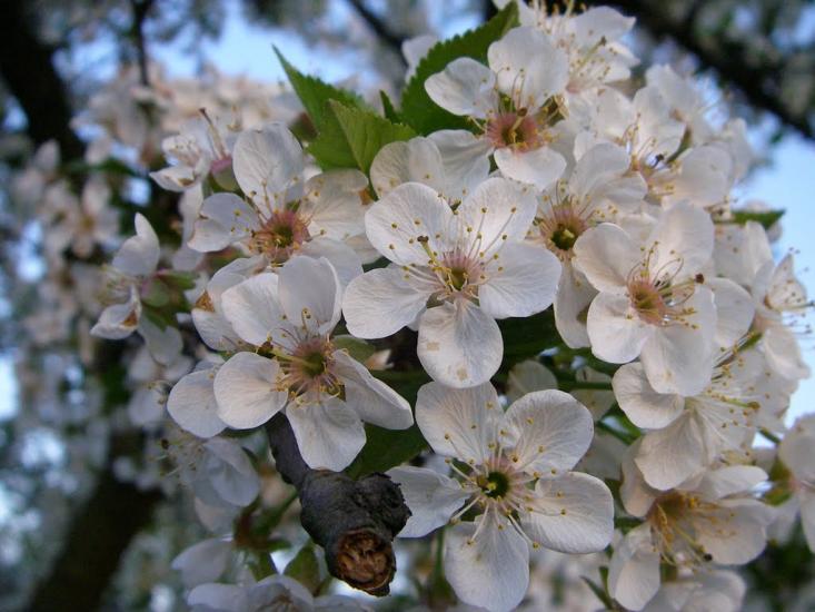 Шабельківка з panoramio.com - Shabelkivka
