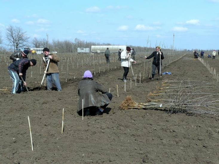 Вознесенка з panoramio.com - Вознесенка