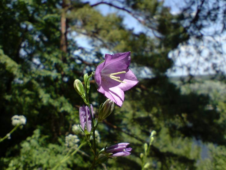 Коропове з panoramio.com - Koropove