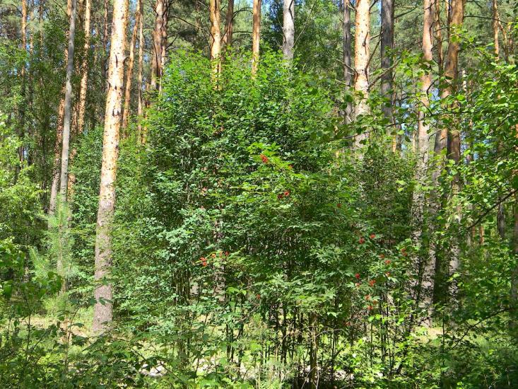 Городня з panoramio.com - Городня
