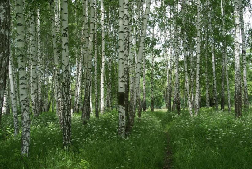 Коропове з panoramio.com - Коропово