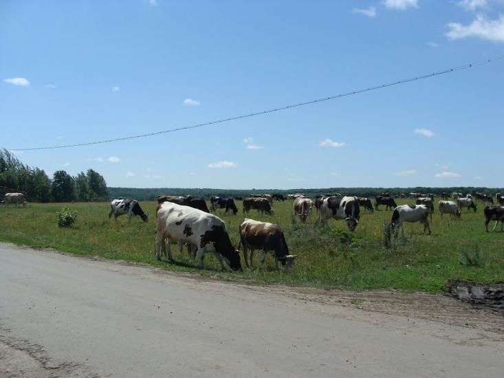 Черемошне з panoramio.com - Черемошне