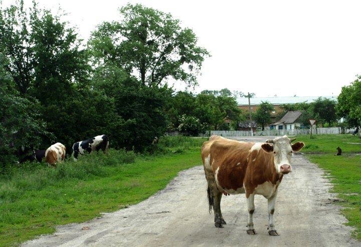 Карпівці з panoramio.com - Карпівці