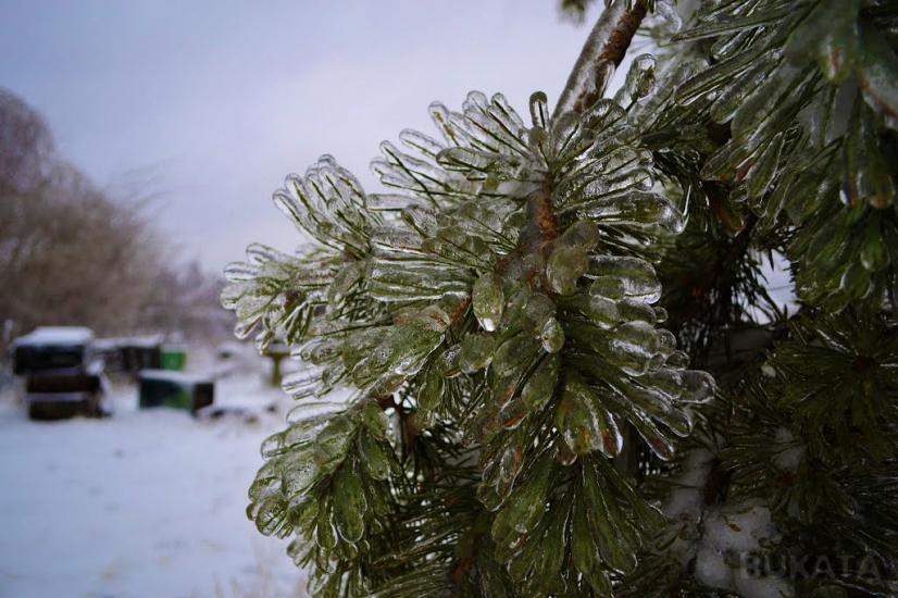 Лебедин з panoramio.com - Лебедин