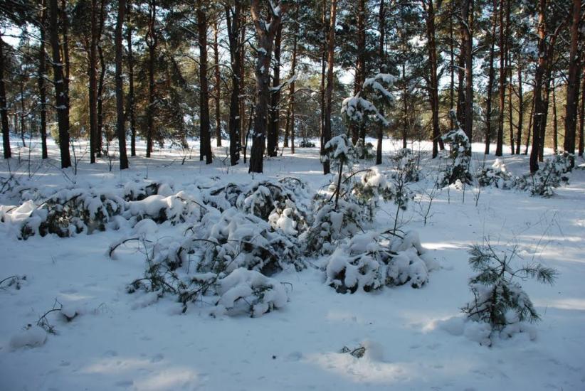 Баловне з panoramio.com - Баловное