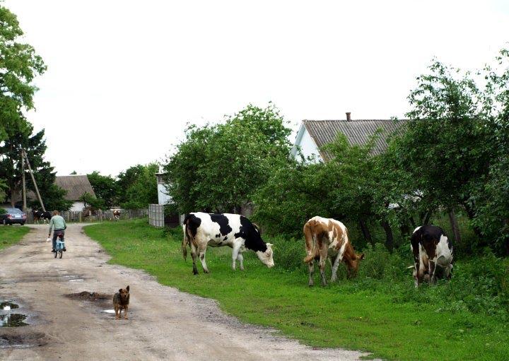 Карпівці з panoramio.com - Карпівці