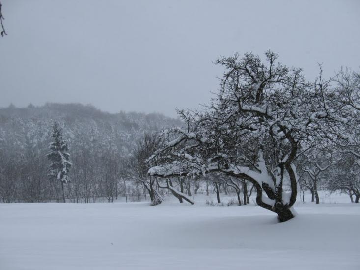 Шопки з panoramio.com - Шопки