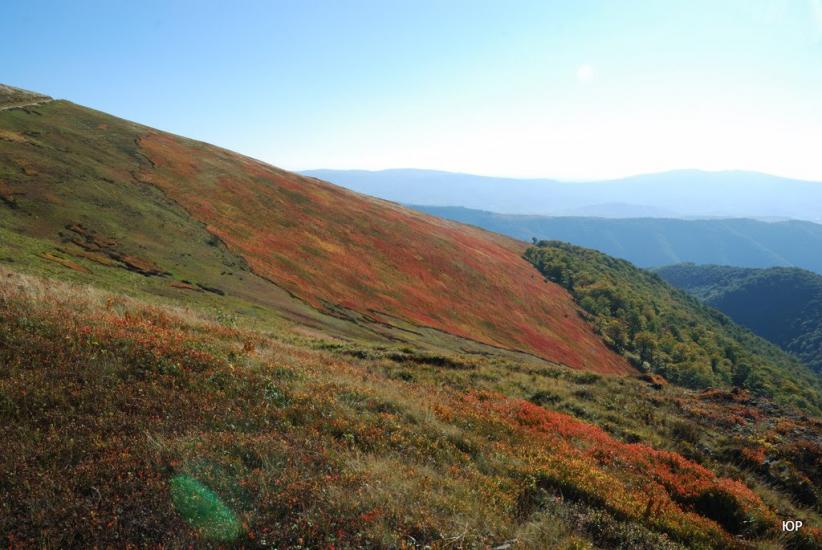 Вовчий з panoramio.com - Vovchyy