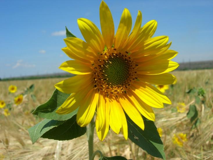 Свистунове з panoramio.com - Свистуново